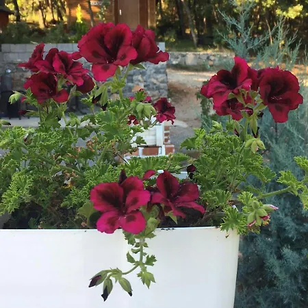 Shija E Natyres Konukevi *