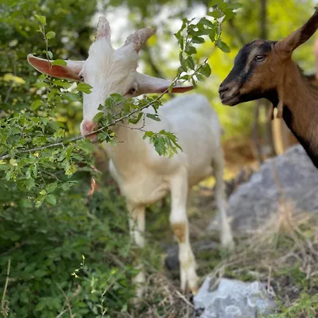 Shija E Natyres * Rec