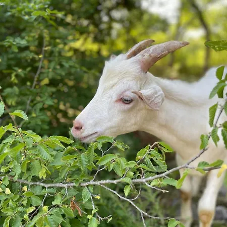Гостевой дом Shija E Natyres