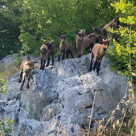 Shija E Natyres * Rec