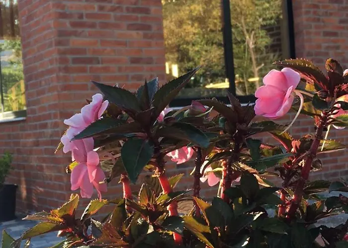 Shija E Natyres * Rec