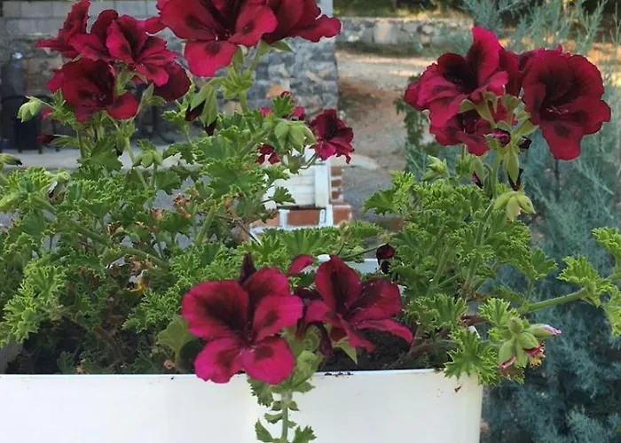 Shija E Natyres Pensión *