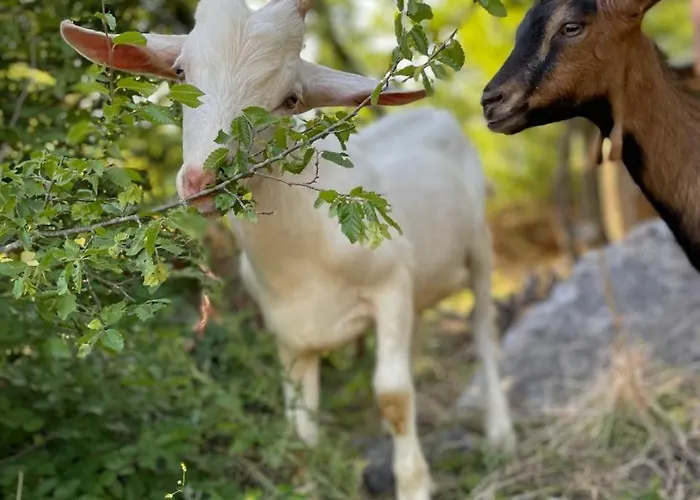 Shija E Natyres * Rec