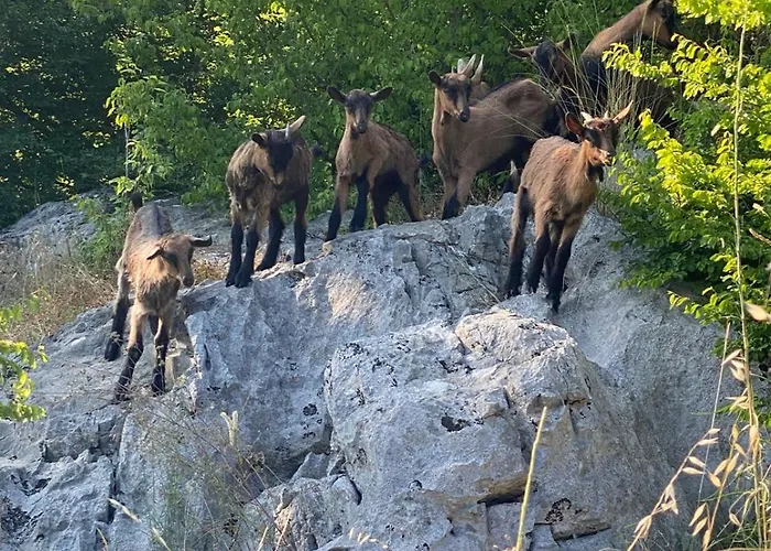 Shija E Natyres * Rec